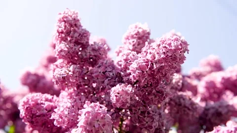 Spring branch of lilac flowers trees 動画素材 130217411