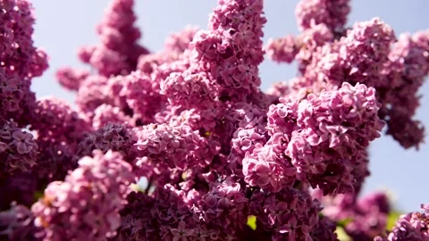 Spring branch of lilac flowers trees 動画素材 130217507