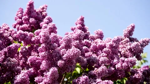 Spring branch of lilac flowers trees 動画素材 130217538