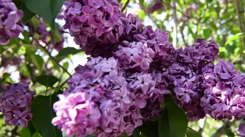 Spring branch of lilac flowers trees 動画素材 130217636