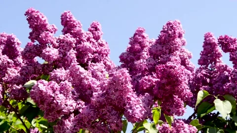 Spring branch of lilac flowers trees 動画素材 130217669