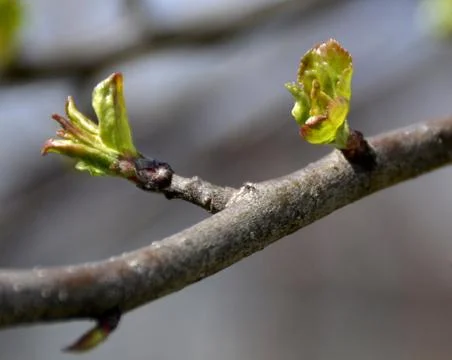 Spring branch lives Stock Photos