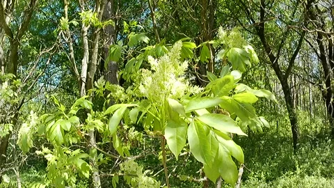 Spring branch of Mana Ash with flowers and leaves, swinging in stronger wind Stockbeeldmateriaal 334513461