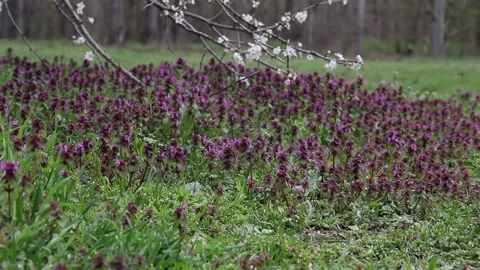 Spring branch over spring grass in a meadow Vídeos de archivo 156292898