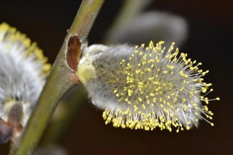 Spring branch Stock Photos