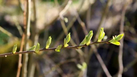 Spring branch Stock Photos