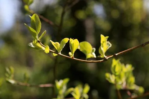 Spring branch Stock Photos