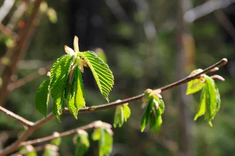 Spring branch Stock Photos