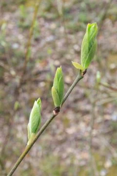 Spring branch Stock Photos