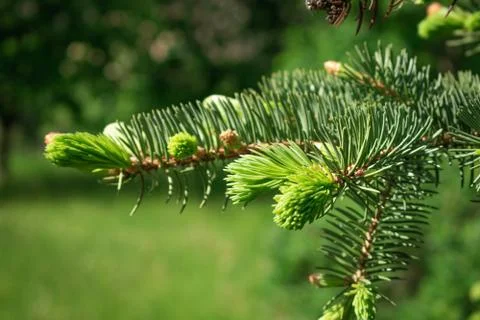 Spring branch 스톡 사진