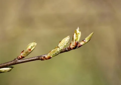 Spring branch Stock Photos