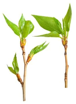 Spring branch of poplar Stock Photos