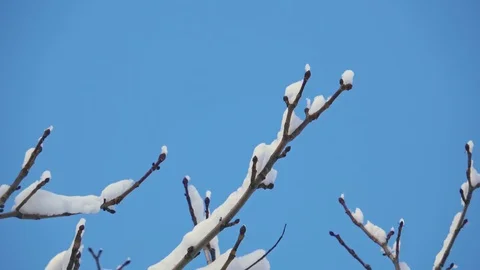Spring branch with snow waving on the wind, clear blue sky, close up. Stock Footage 85647436