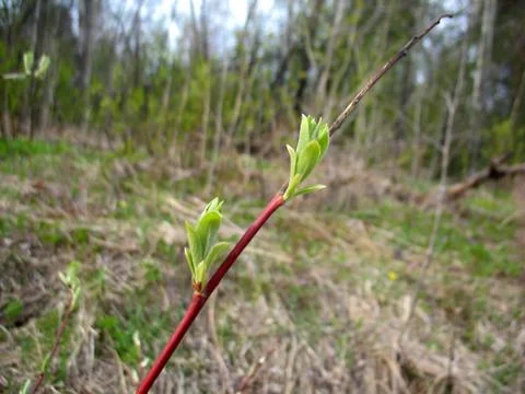Spring branch of tree and green leaves Stock Photos