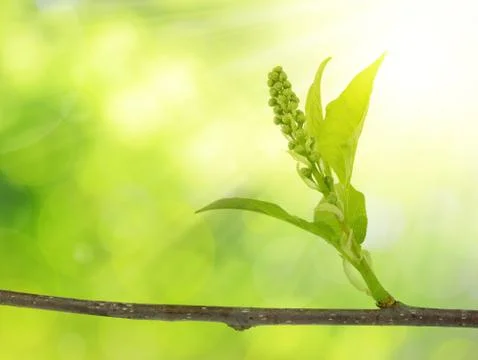 Spring branch tree close up. Stock Photos