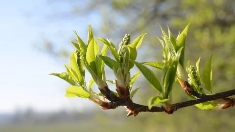 Spring branch tree. Stock Footage 74060248