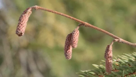 Spring branch of tree moving gently in breeze in forest sunshine Stockbeeldmateriaal 87524682