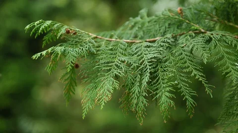 Spring branch of tree Sawara cypress with cones, swinging in mild wind, 4K Stock Footage 106949291