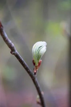 Spring branch with unblown.leaf on blurred background Stock Photos