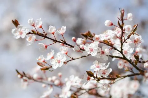 Spring branch with white flowers Stock Photos