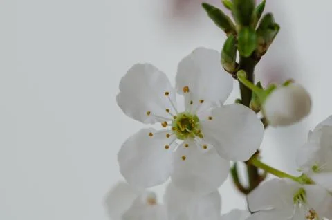 Spring branch with white flowers Stock Photos