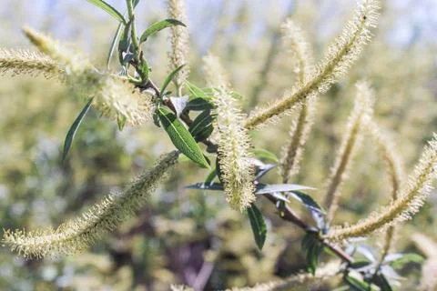 Spring branch of willow. Stock Photos