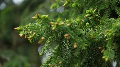Spring branch of Wilson's Spruce Picea Wilsonii in light wind, 4K Stock Footage 107531108