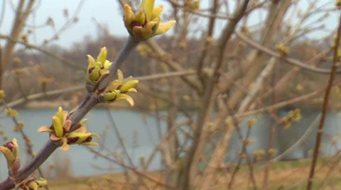 Spring Branch On Wind 스톡 동영상 38746628