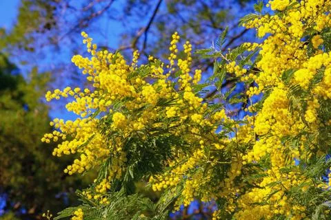 Spring. Branches of Acacia Dealbata tree. Foliage and flowers Stock Photos