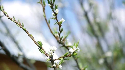 Spring branches of apple tree with young beautiful white flowers against the sky Stock Footage 76142818
