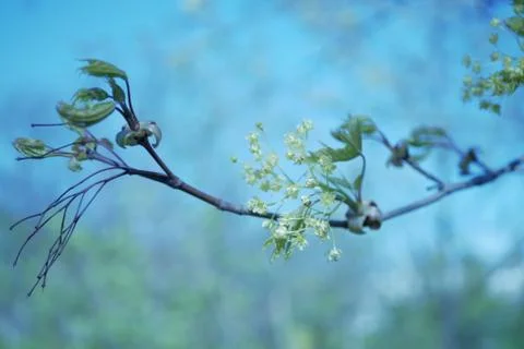 Spring Branches Background Bokeh - Narrow DOF Stock Photos