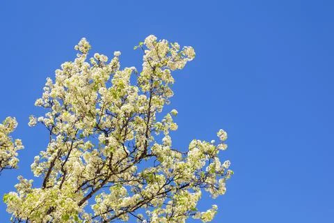 Spring. Branches of blooming cherry tree with white flowers against  blue sky Stock Photos