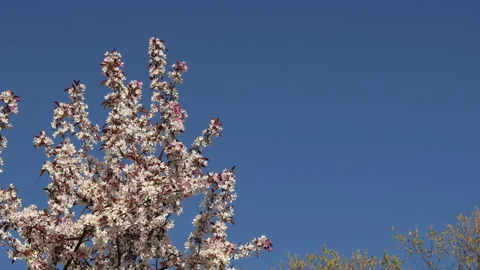 Spring branches blooming crabapple tree blossoming white pink flowers looking up Video stock 154475672