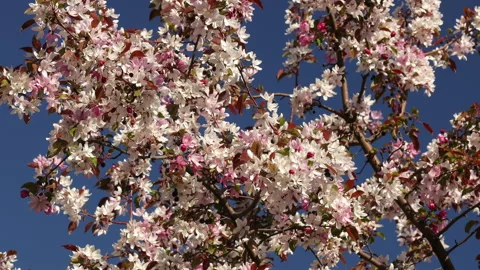Spring branches blooming crabapple tree blossoming white pink flowers close up Video stock 154475700
