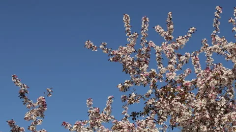 Spring branches blooming crabapple tree blossoming white pink flowers looking up Video stock 154475888