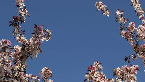 Spring branches blooming crabapple tree blossoming white pink flowers looking up Video stock 154476165