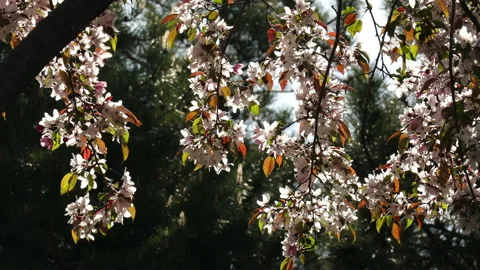 Spring branches blooming crabapple tree blossoming white pink flowers close up Vidéo 154476634