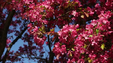 Spring branches blooming crabapple tree blossoming pink flowers close up blue Vidéo 154477445