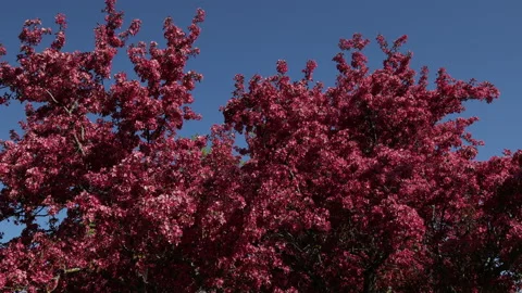 Spring branches blooming crabapple tree blossoming pink flowers looking up blue Video stock 154478065