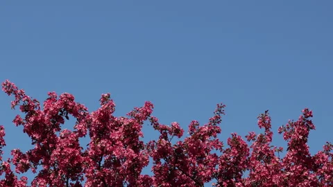 Spring branches blooming crabapple tree blossoming pink flowers looking up blue Video stock 154478260