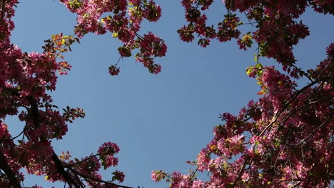 Spring branches blooming crabapple tree blossoming pink flowers looking up blue Video stock 154478413