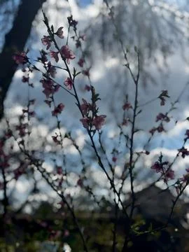 Spring Branches Blooming In Gentle Sunlight Stock Photos