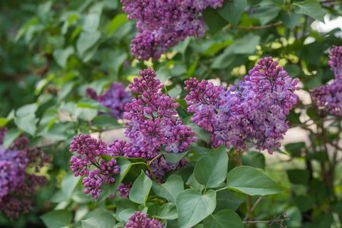 Spring branches of blooming lilac Stock Photos