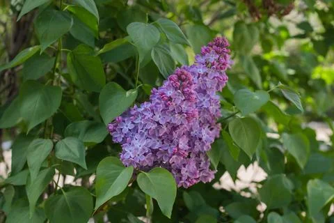 Spring branches of blooming lilac Stock Photos