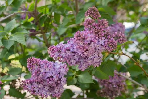 Spring branches of blooming lilac Stock Photos