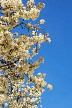Spring. Branches of blooming tree against  blue sky.  Beautiful floral border Stock Photos