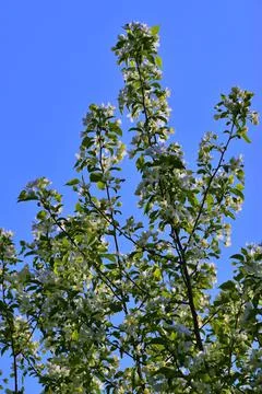Spring branches of a blossoming apple tree are covered with large white flowe Stock Photos