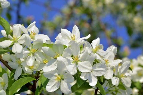 Spring branches of a blossoming apple tree are covered with large white flowe Stock Photos