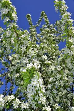 Spring branches of a blossoming apple tree are covered with large white flowe Stock Photos
