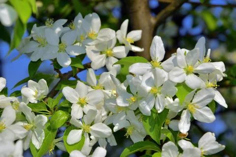 Spring branches of a blossoming apple tree are covered with large white flowe Stock Photos